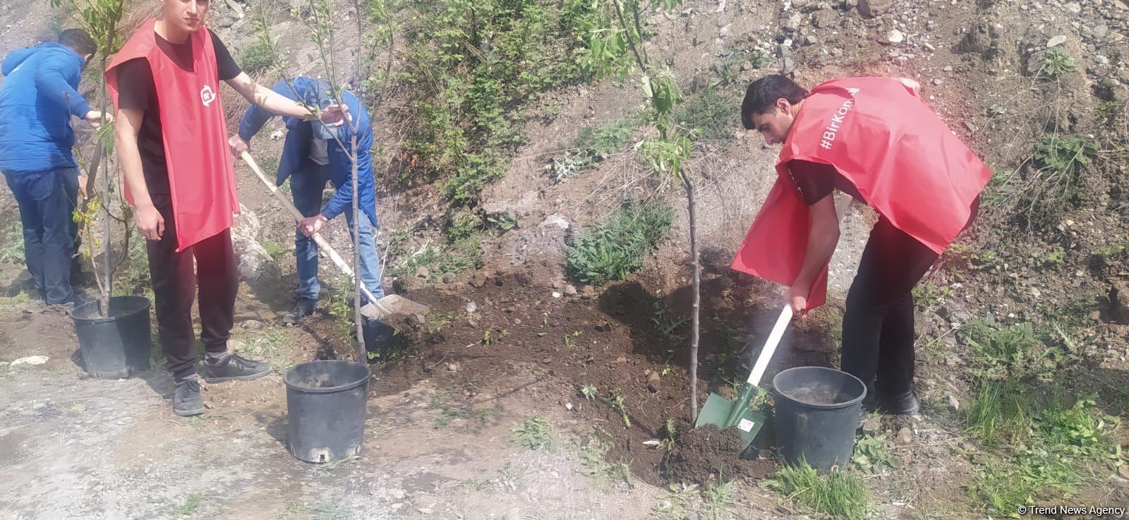Экоактивисты посадили деревья на месте временно приостановленной акции на дороге Лачин-Ханкенди (ФОТО)