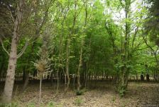 Незаконно построенные на территории Центрального ботанического сада в Баку рестораны и авторемонтные мастерские снесены (ФОТО)