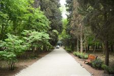 Незаконно построенные на территории Центрального ботанического сада в Баку рестораны и авторемонтные мастерские снесены (ФОТО)