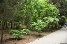 Незаконно построенные на территории Центрального ботанического сада в Баку рестораны и авторемонтные мастерские снесены (ФОТО)