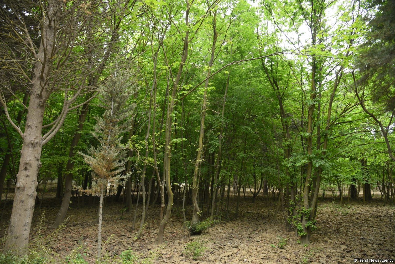 Незаконно построенные на территории Центрального ботанического сада в Баку рестораны и авторемонтные мастерские снесены (ФОТО)