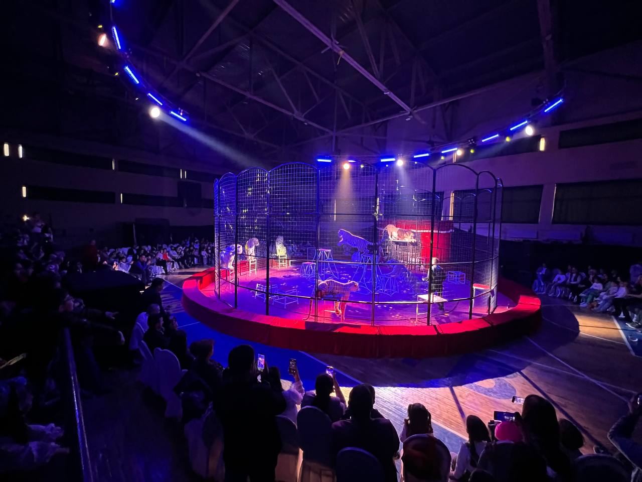 В Гяндже представлено захватывающее международное цирковое шоу DZİVA (ФОТО/ВИДЕО)