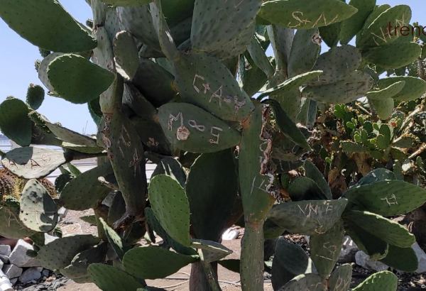 Жители Баку возмущены случаями повреждения декоративных растений на бульваре (ВИДЕОРЕПОРТАЖ)