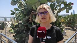 Жители Баку возмущены случаями повреждения декоративных растений на бульваре (ВИДЕОРЕПОРТАЖ)