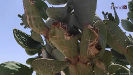 Жители Баку возмущены случаями повреждения декоративных растений на бульваре (ВИДЕОРЕПОРТАЖ)