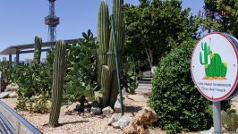 Жители Баку возмущены случаями повреждения декоративных растений на бульваре (ВИДЕОРЕПОРТАЖ)