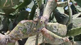 Жители Баку возмущены случаями повреждения декоративных растений на бульваре (ВИДЕОРЕПОРТАЖ)