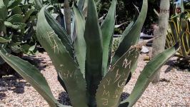 Жители Баку возмущены случаями повреждения декоративных растений на бульваре (ВИДЕОРЕПОРТАЖ)