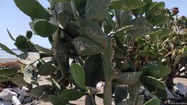 Жители Баку возмущены случаями повреждения декоративных растений на бульваре (ВИДЕОРЕПОРТАЖ)