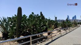 Жители Баку возмущены случаями повреждения декоративных растений на бульваре (ВИДЕОРЕПОРТАЖ)