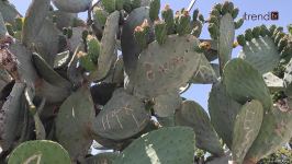 Жители Баку возмущены случаями повреждения декоративных растений на бульваре (ВИДЕОРЕПОРТАЖ)