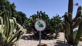 Жители Баку возмущены случаями повреждения декоративных растений на бульваре (ВИДЕОРЕПОРТАЖ)