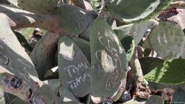 Жители Баку возмущены случаями повреждения декоративных растений на бульваре (ВИДЕОРЕПОРТАЖ)