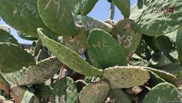 Жители Баку возмущены случаями повреждения декоративных растений на бульваре (ВИДЕОРЕПОРТАЖ)