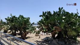 Жители Баку возмущены случаями повреждения декоративных растений на бульваре (ВИДЕОРЕПОРТАЖ)