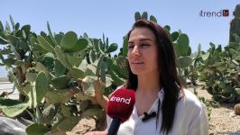 Жители Баку возмущены случаями повреждения декоративных растений на бульваре (ВИДЕОРЕПОРТАЖ)