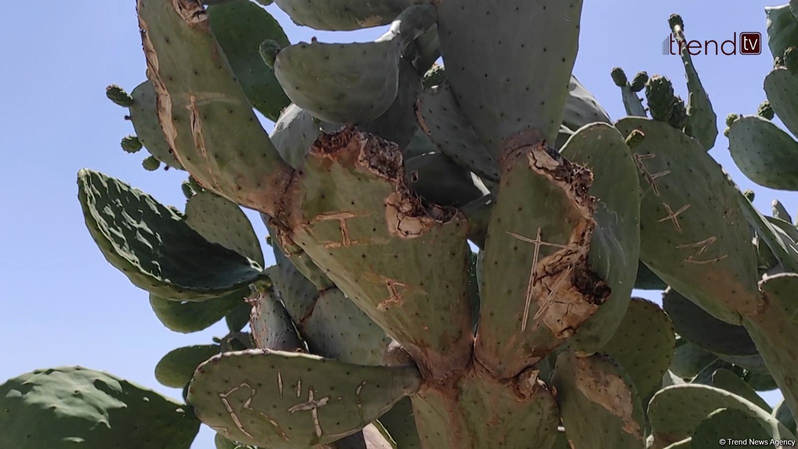 Жители Баку возмущены случаями повреждения декоративных растений на бульваре (ВИДЕОРЕПОРТАЖ)