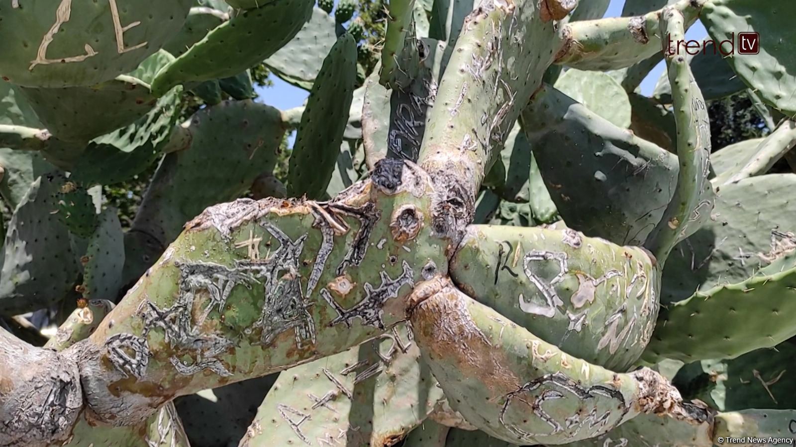 Жители Баку возмущены случаями повреждения декоративных растений на бульваре (ВИДЕОРЕПОРТАЖ)