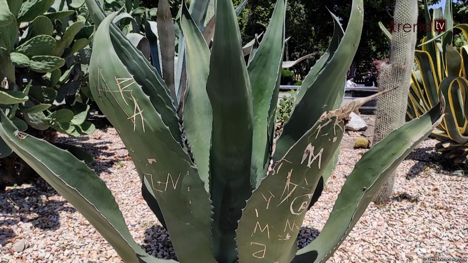Жители Баку возмущены случаями повреждения декоративных растений на бульваре (ВИДЕОРЕПОРТАЖ)