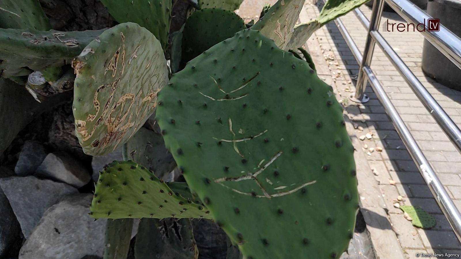 Жители Баку возмущены случаями повреждения декоративных растений на бульваре (ВИДЕОРЕПОРТАЖ)