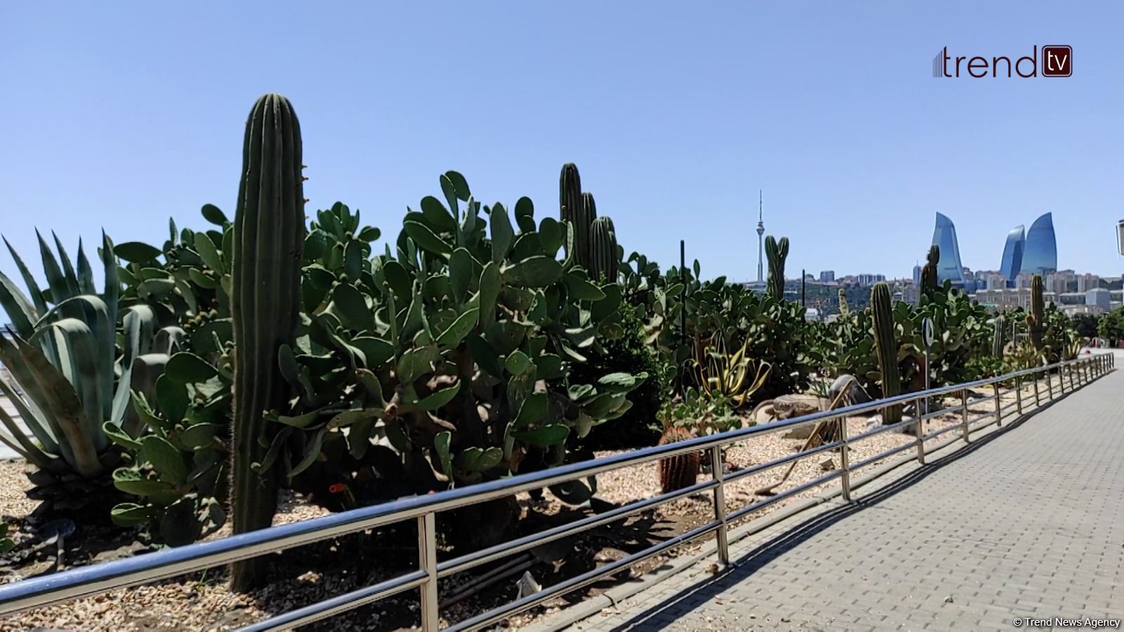 Жители Баку возмущены случаями повреждения декоративных растений на бульваре (ВИДЕОРЕПОРТАЖ)