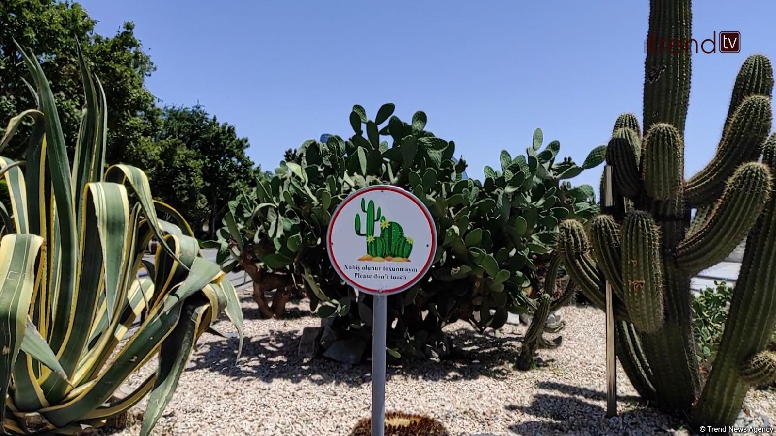 Жители Баку возмущены случаями повреждения декоративных растений на бульваре (ВИДЕОРЕПОРТАЖ)