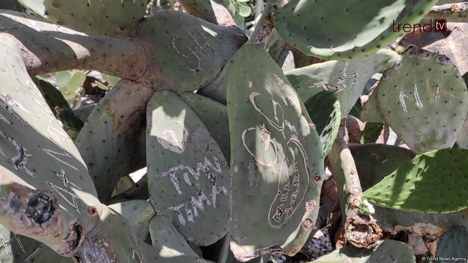 Жители Баку возмущены случаями повреждения декоративных растений на бульваре (ВИДЕОРЕПОРТАЖ)