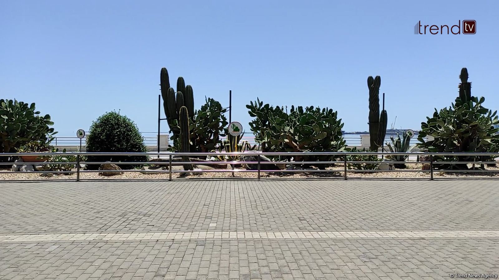 Жители Баку возмущены случаями повреждения декоративных растений на бульваре (ВИДЕОРЕПОРТАЖ)