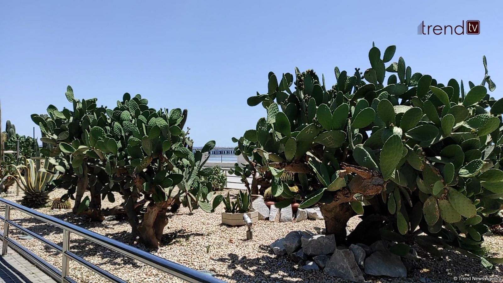 Жители Баку возмущены случаями повреждения декоративных растений на бульваре (ВИДЕОРЕПОРТАЖ)
