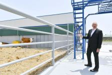 Президент Ильхам Алиев принял участие в открытии Джалилабадского государственного центра профессионального образования (ФОТО/ВИДЕО)