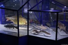 Астрахань глазами азербайджанца – рыбный рай, золото кочевников, доисторические животные, уникальный Кремль и картины  (ФОТО)