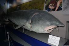 Астрахань глазами азербайджанца – рыбный рай, золото кочевников, доисторические животные, уникальный Кремль и картины  (ФОТО)