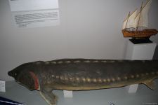 Астрахань глазами азербайджанца – рыбный рай, золото кочевников, доисторические животные, уникальный Кремль и картины  (ФОТО)