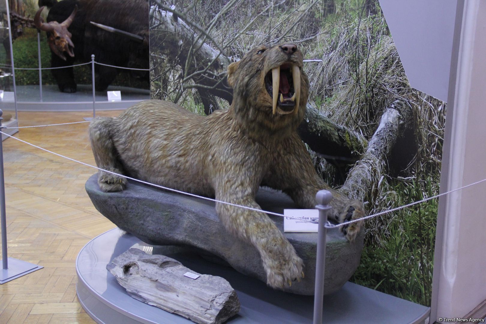 Астрахань глазами азербайджанца – рыбный рай, золото кочевников, доисторические животные, уникальный Кремль и картины  (ФОТО)