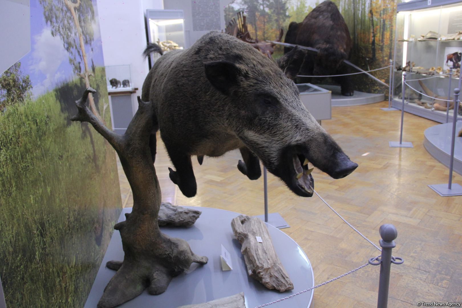 Астрахань глазами азербайджанца – рыбный рай, золото кочевников, доисторические животные, уникальный Кремль и картины  (ФОТО)