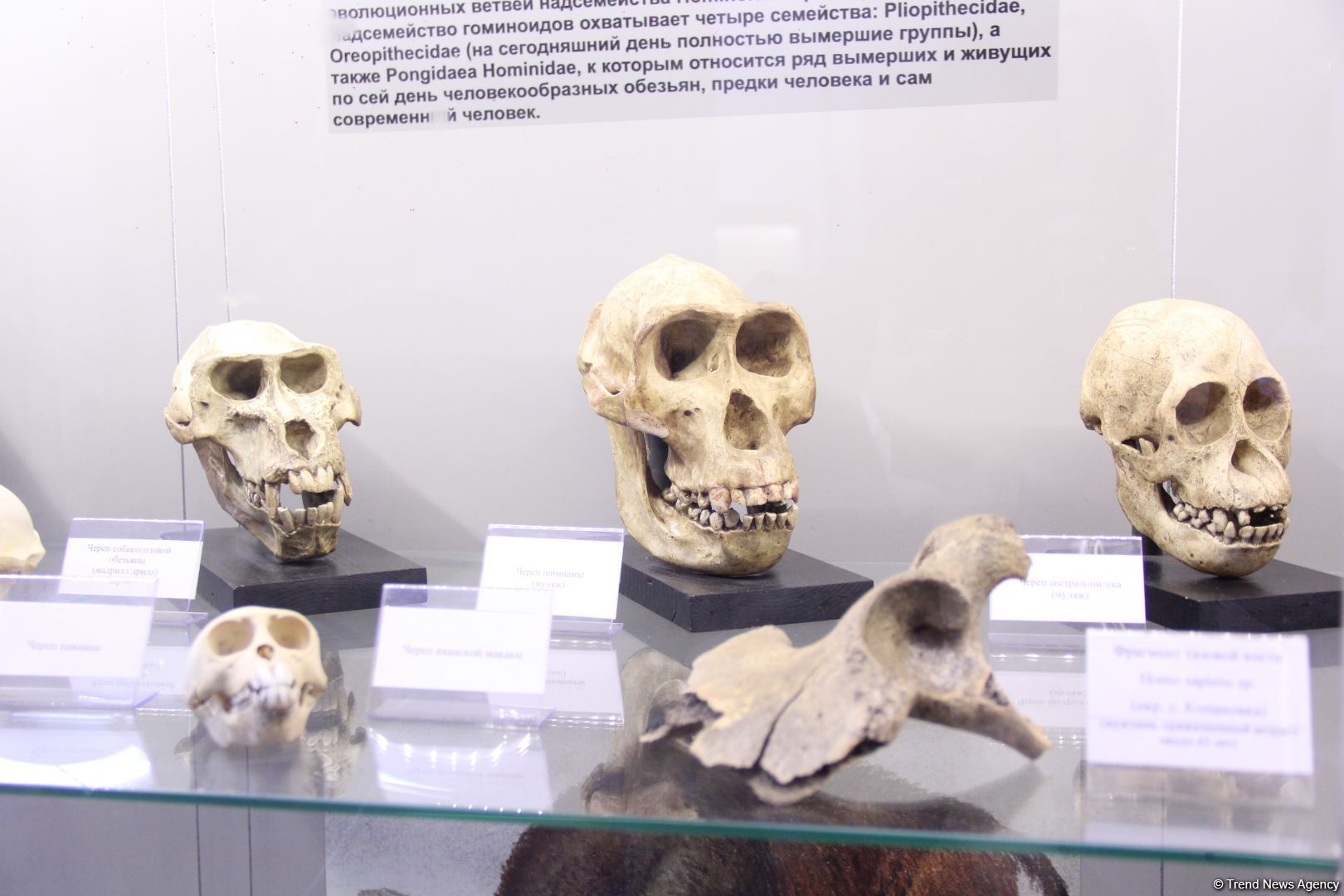 Астрахань глазами азербайджанца – рыбный рай, золото кочевников, доисторические животные, уникальный Кремль и картины  (ФОТО)