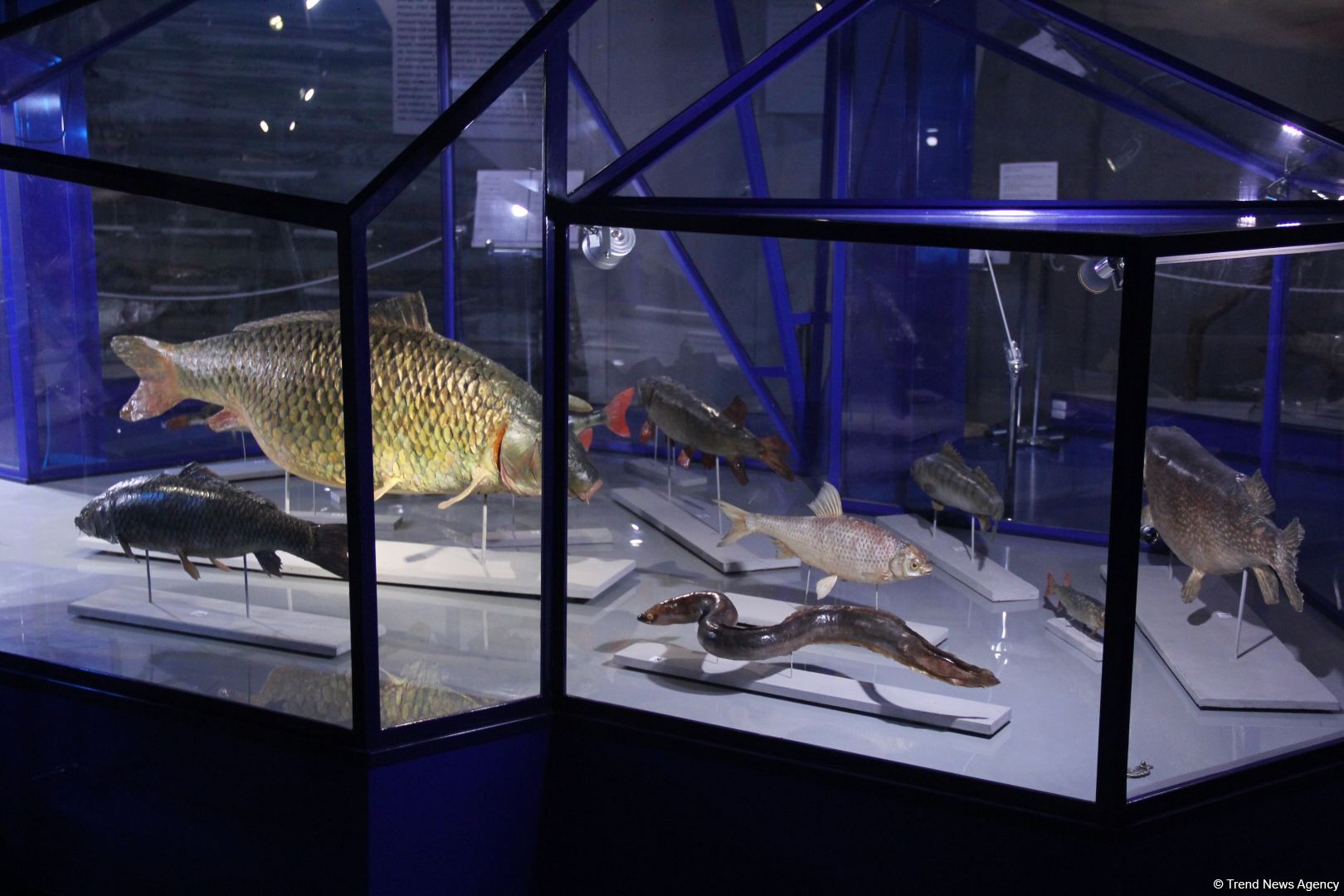 Астрахань глазами азербайджанца – рыбный рай, золото кочевников, доисторические животные, уникальный Кремль и картины  (ФОТО)