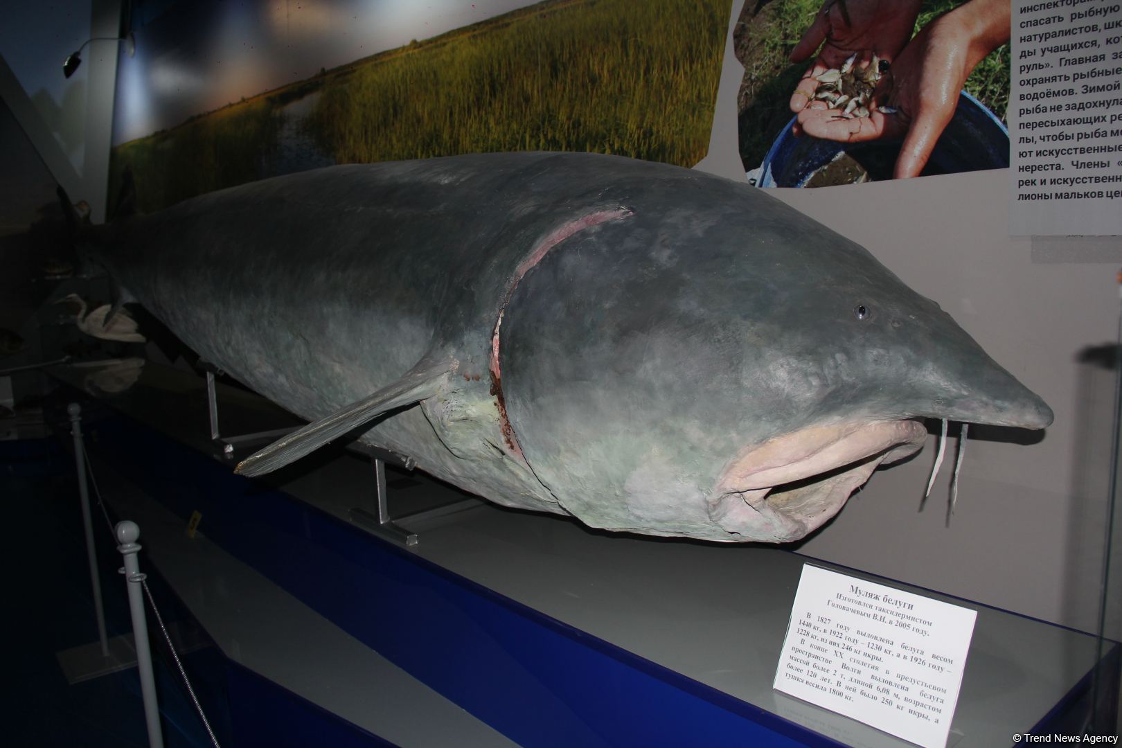 Астрахань глазами азербайджанца – рыбный рай, золото кочевников, доисторические животные, уникальный Кремль и картины  (ФОТО)