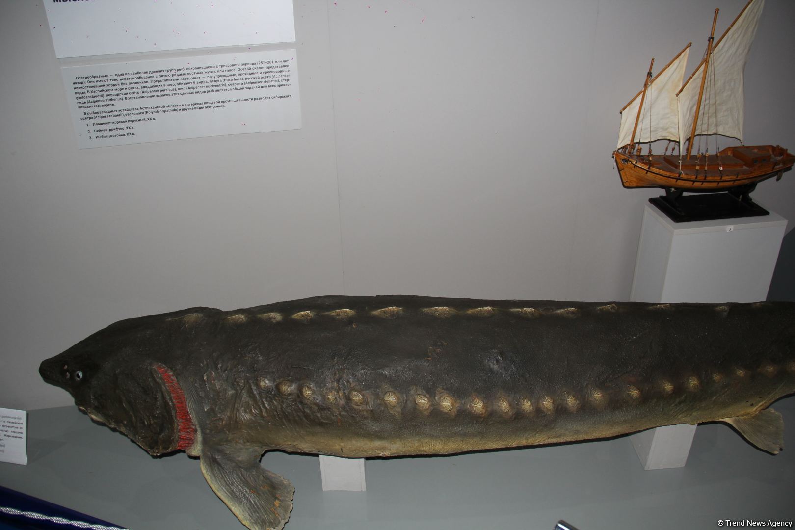 Астрахань глазами азербайджанца – рыбный рай, золото кочевников, доисторические животные, уникальный Кремль и картины  (ФОТО)