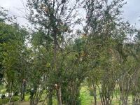 Фоторепортаж из Суговушана - одного из прекрасных уголков Карабаха (ВИДЕО)