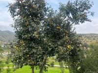 Фоторепортаж из Суговушана - одного из прекрасных уголков Карабаха (ВИДЕО)