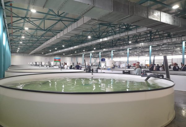 Azerbaijan Fish Farm выпустила в Каспий 50 000 мальков осетров по случаю Международного дня биоразнообразия (ФОТО)