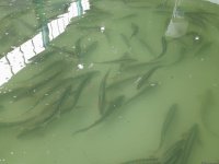 Azerbaijan Fish Farm выпустила в Каспий 50 000 мальков осетров по случаю Международного дня биоразнообразия (ФОТО)