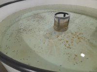 Azerbaijan Fish Farm выпустила в Каспий 50 000 мальков осетров по случаю Международного дня биоразнообразия (ФОТО)