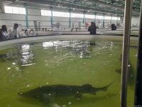 Azerbaijan Fish Farm выпустила в Каспий 50 000 мальков осетров по случаю Международного дня биоразнообразия (ФОТО)