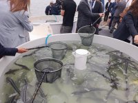 Azerbaijan Fish Farm выпустила в Каспий 50 000 мальков осетров по случаю Международного дня биоразнообразия (ФОТО)