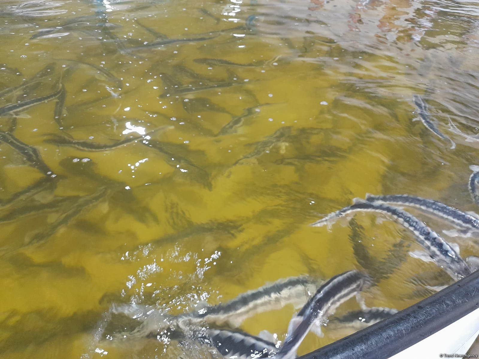 Azerbaijan Fish Farm выпустила в Каспий 50 000 мальков осетров по случаю Международного дня биоразнообразия (ФОТО)