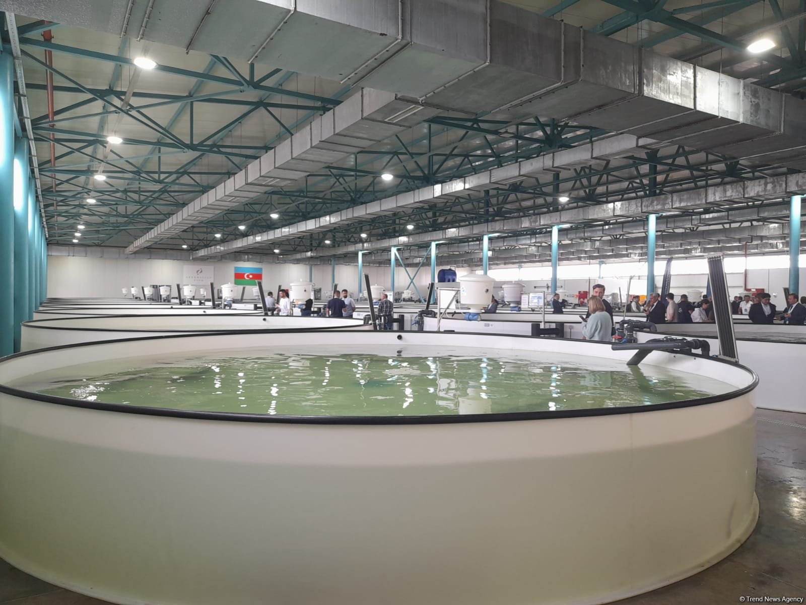 Azerbaijan Fish Farm выпустила в Каспий 50 000 мальков осетров по случаю Международного дня биоразнообразия (ФОТО)