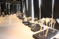 Туристический комплекс грязевых вулканов (Фоторепортаж)