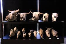 Туристический комплекс грязевых вулканов (Фоторепортаж)